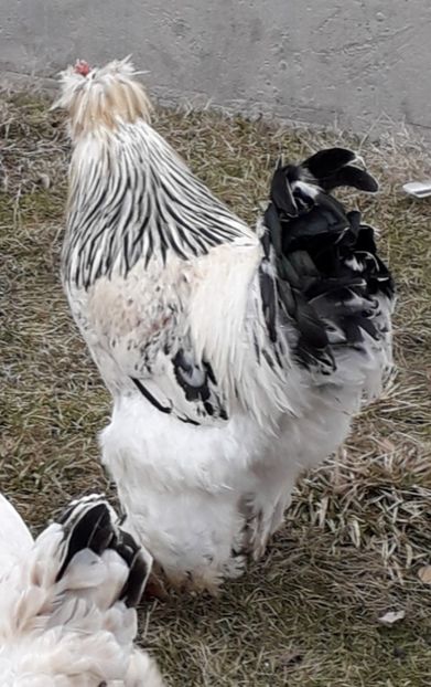  - Gaini motate si barboase 2019