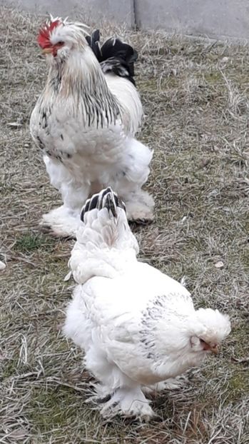  - Gaini motate si barboase 2019