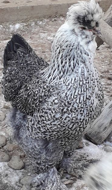  - Gaini motate si barboase 2019