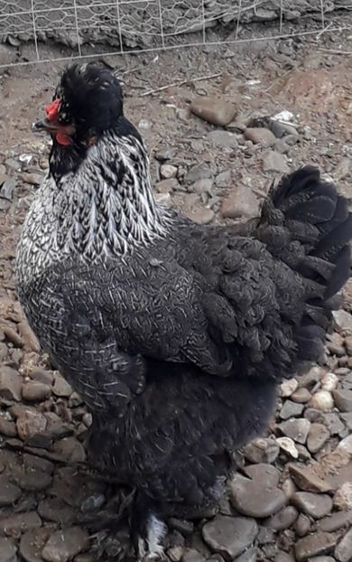  - Gaini motate si barboase 2019