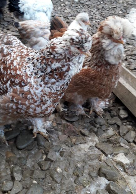  - Gaini motate si barboase 2019