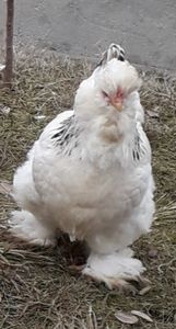  - Gaini motate si barboase 2019