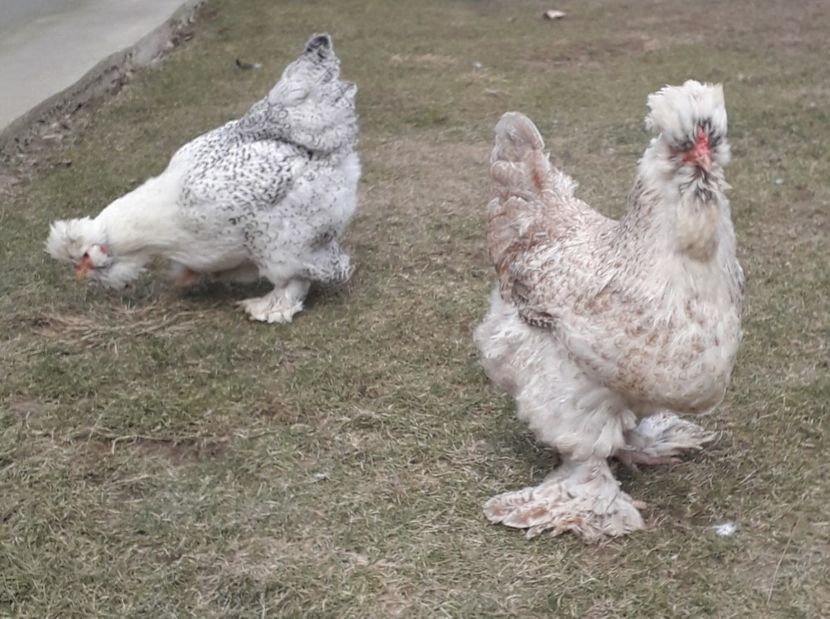  - Gaini motate si barboase 2019