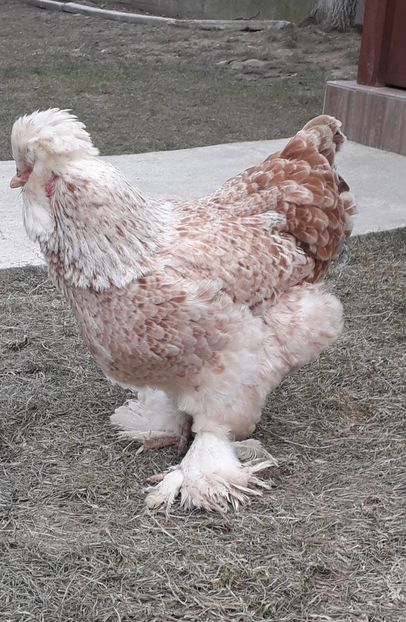  - Gaini motate si barboase 2019