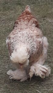  - Gaini motate si barboase 2019