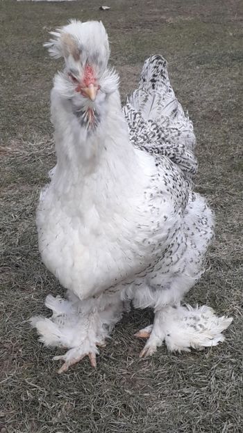  - Gaini motate si barboase 2019