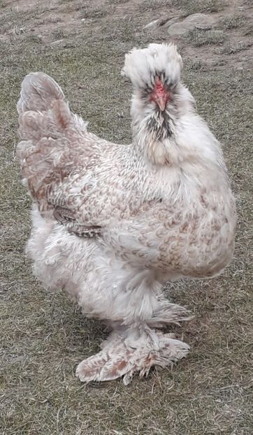  - Gaini motate si barboase 2019