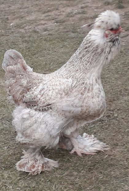  - Gaini motate si barboase 2019