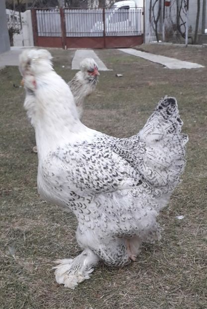  - Gaini motate si barboase 2019