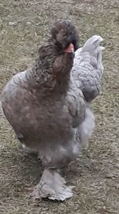  - Gaini motate si barboase 2019