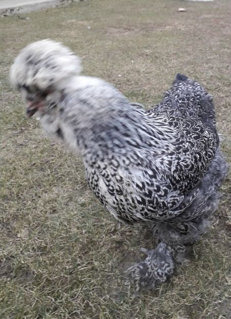  - Gaini motate si barboase 2019