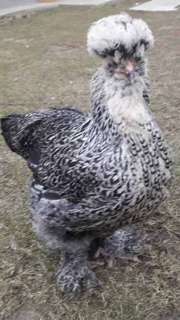  - Gaini motate si barboase 2019