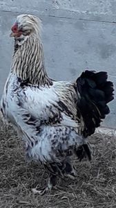  - Gaini motate si barboase 2019