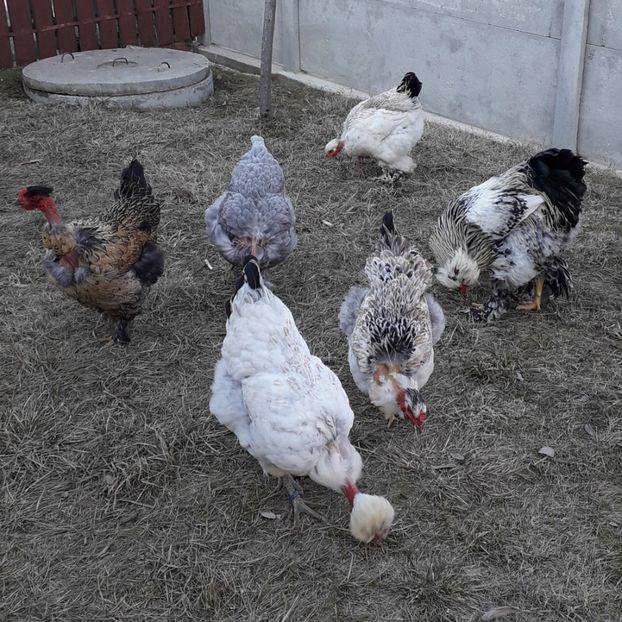  - Gaini motate si barboase 2019