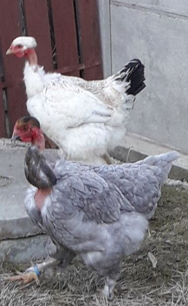  - Gaini motate si barboase 2019