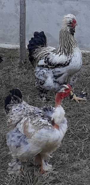  - Gaini motate si barboase 2019