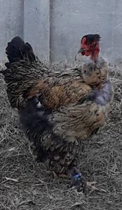  - Gaini motate si barboase 2019