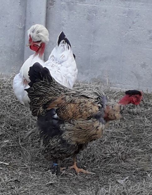  - Gaini motate si barboase 2019