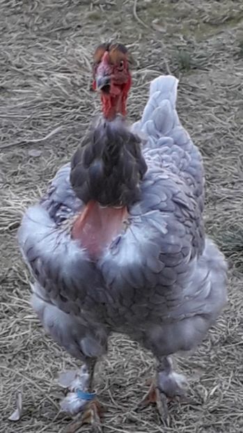  - Gaini motate si barboase 2019