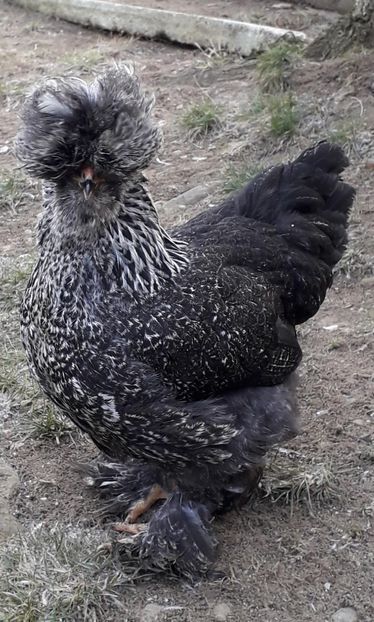  - Gaini motate si barboase 2019