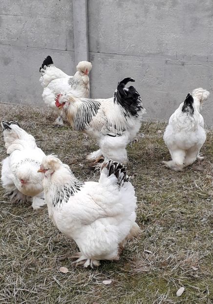  - Gaini motate si barboase 2019