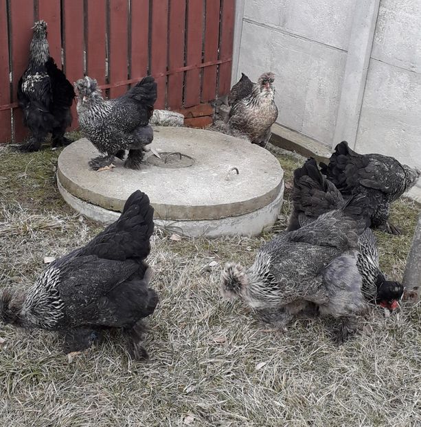  - Gaini motate si barboase 2019