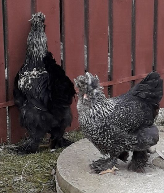  - Gaini motate si barboase 2019