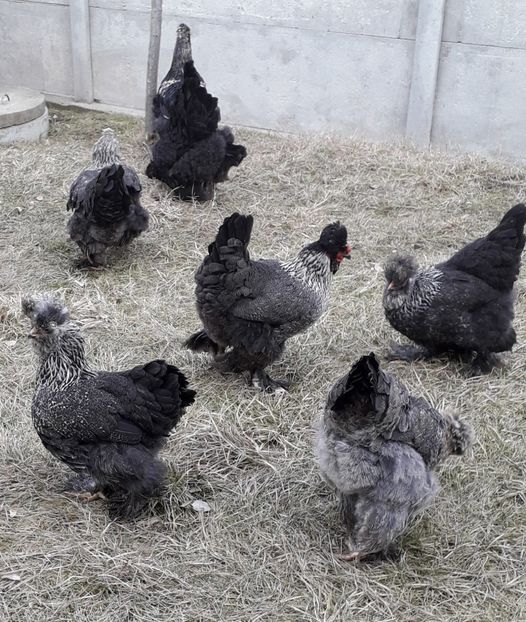  - Gaini motate si barboase 2019