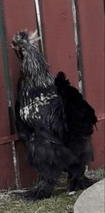  - Gaini motate si barboase 2019