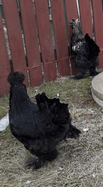  - Gaini motate si barboase 2019