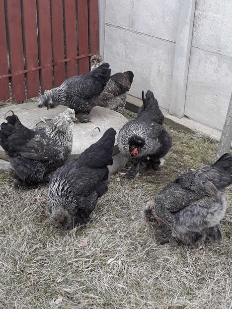  - Gaini motate si barboase 2019