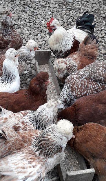  - Gaini motate si barboase 2019