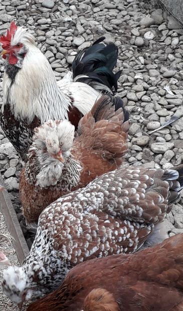  - Gaini motate si barboase 2019