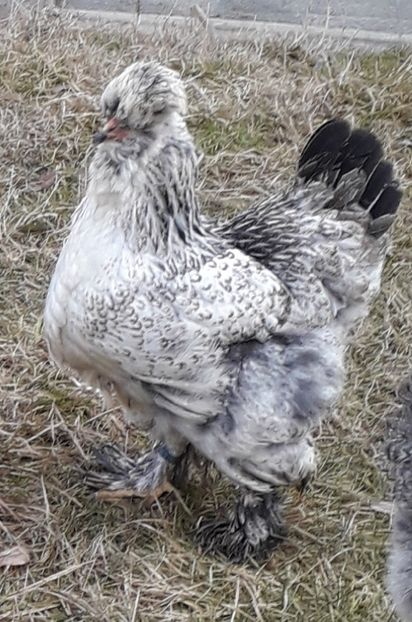  - Gaini motate si barboase 2019