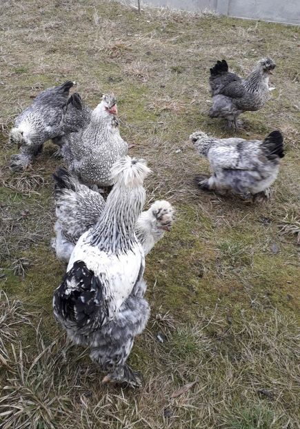  - Gaini motate si barboase 2019