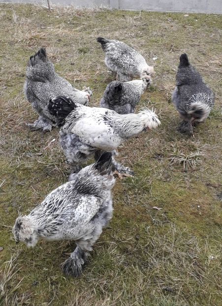  - Gaini motate si barboase 2019