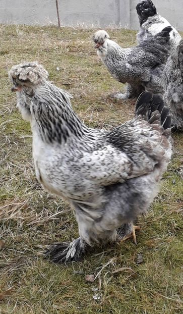  - Gaini motate si barboase 2019