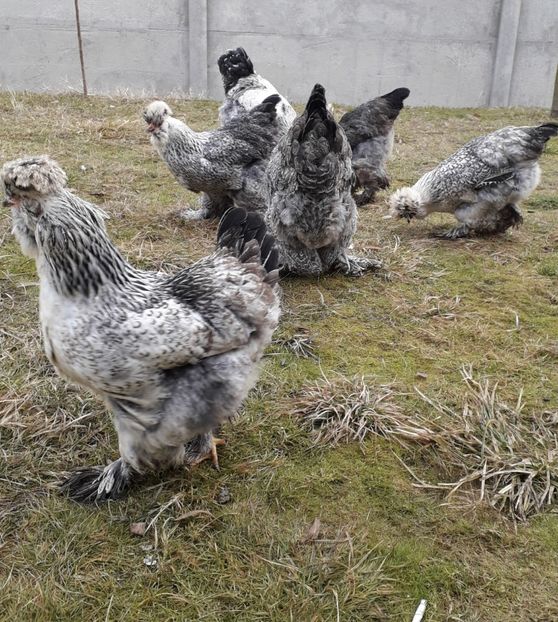  - Gaini motate si barboase 2019