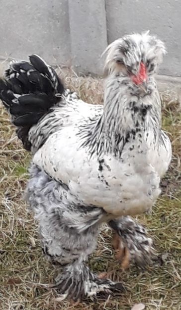  - Gaini motate si barboase 2019