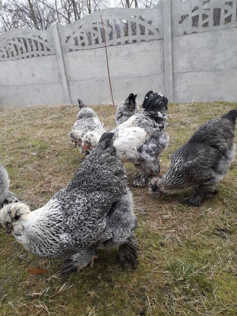  - Gaini motate si barboase 2019