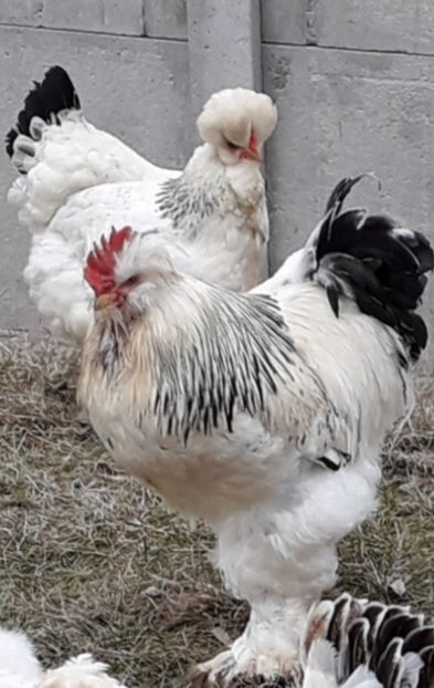  - Gaini motate si barboase 2019