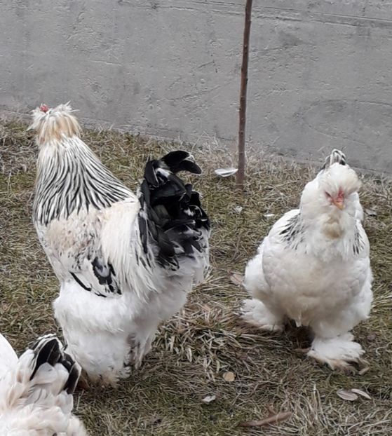  - Gaini motate si barboase 2019