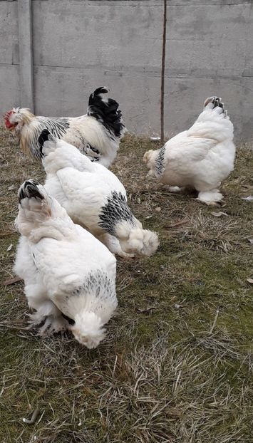  - Gaini motate si barboase 2019