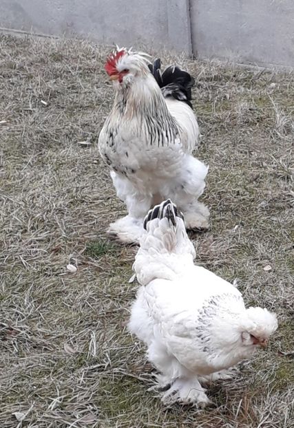  - Gaini motate si barboase 2019