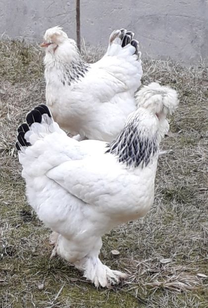  - Gaini motate si barboase 2019