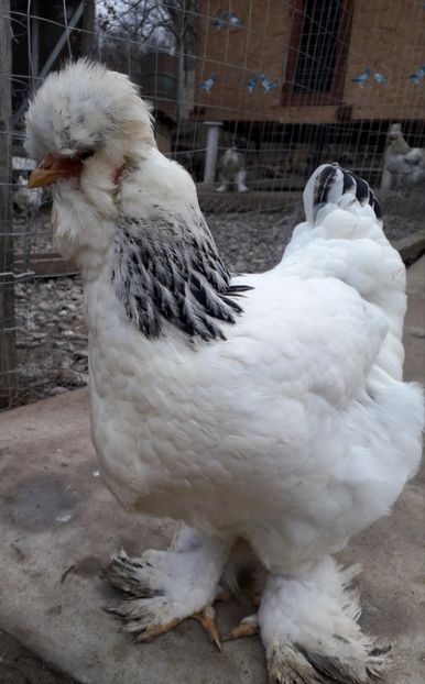  - Gaini motate si barboase 2019