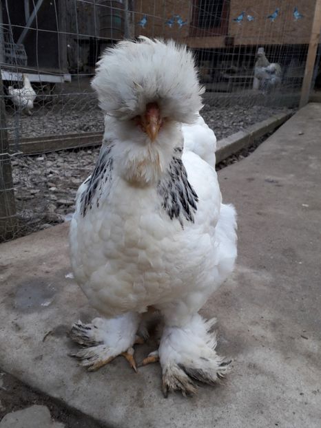  - Gaini motate si barboase 2019