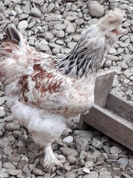  - Gaini motate si barboase 2019