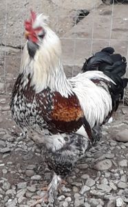  - Gaini motate si barboase 2019