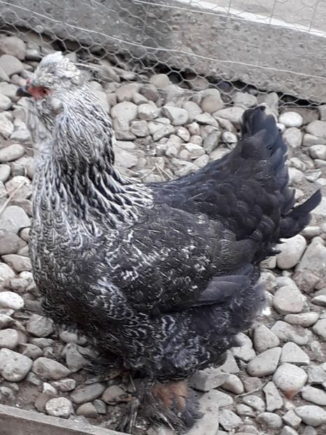  - Gaini motate si barboase 2019